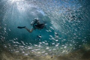 2 Dives in the Cabo Marine Park - Meeting point and the first 30 minutes of the day