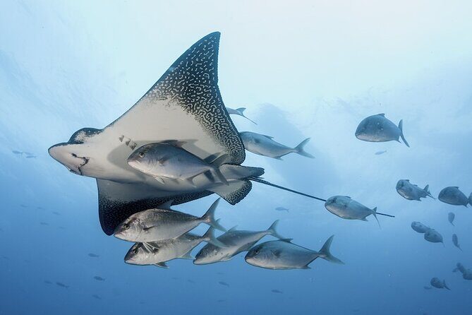 2 Tank Dive - Certified Divers (Santa Maria Bay & Chileno Bay) - Cabo’s 2-tank plan works when time is tight