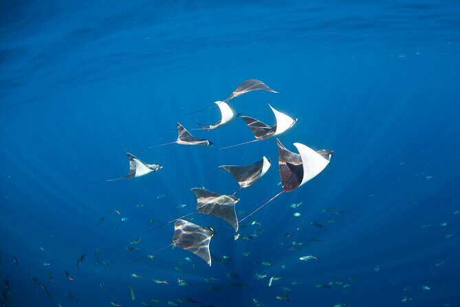 2-Tank Scuba in Marine Reserve and Corridor for Certified Divers - Morning start, meeting point, and the boat-ride rhythm