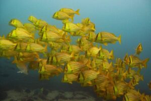 4-Hour Snorkeling Tour in Cabo San Lucas and Corridor - Start at CaboTrek Hotel Tesoro: easy logistics, no hotel shuttle