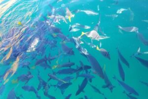 Arch Tour with Amazing Captain in Cabo San Lucas - The 45-Minute Route: Rocks, Caves, and the Sea-Life Stuff