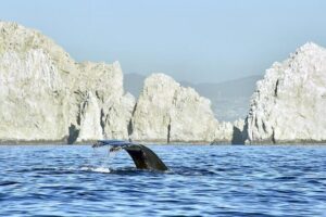Cabo Private Transportation to Cabo - The ride experience: cold drinks, clean cars, and a driver you can trust