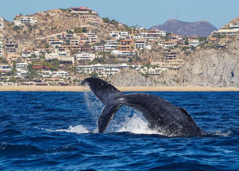 Cabo San Lucas: 2.5-Hour Whale Watching Tour - Key highlights I’d circle before you book
