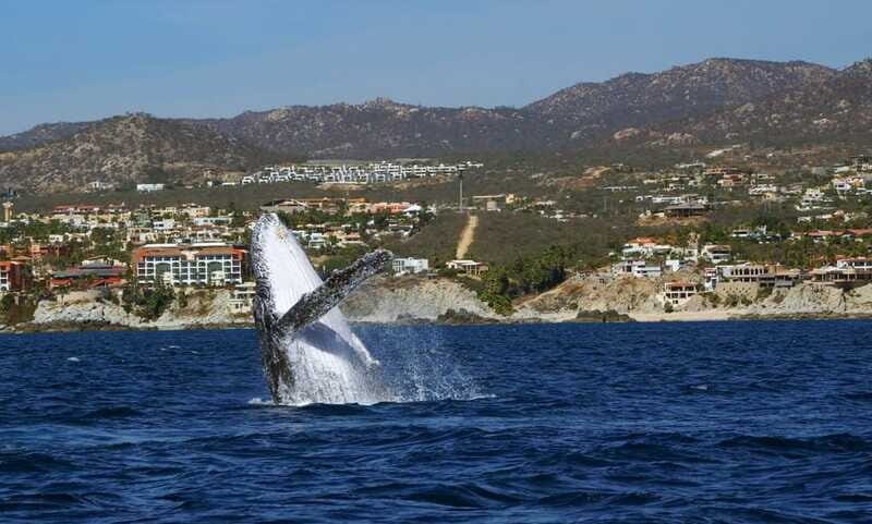 Cabo San Lucas: 2.5-Hour Whale Watching Tour - The Arch of Cabo and sea lion colony: how the route keeps it interesting