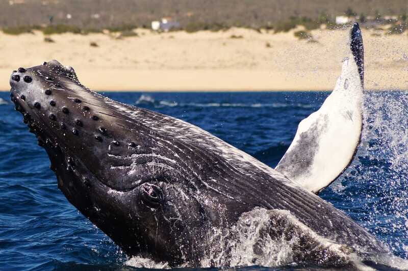 Cabo San Lucas: 2.5-Hour Whale Watching Tour - Who should book this Cabo whale watching tour (and who should skip)