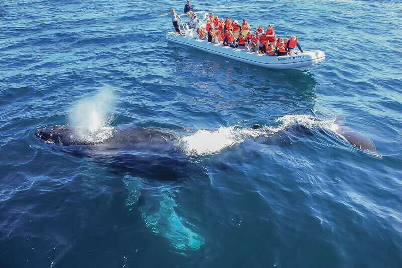 Cabo San Lucas: 2-Hour Whale Watching Adventure - Key highlights worth your attention