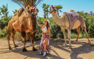 Cabo San Lucas: Camel Ride & Off-Road UTV Combo Adventure - Price and Value: What $118 Covers, and What Adds Up