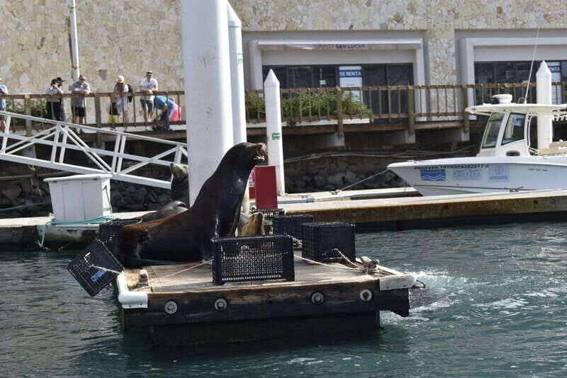 Cabo San Lucas: Glass Bottom Boat Tour to Land's End - Key Highlights You Can Plan Around