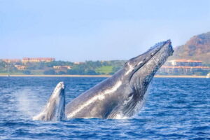Cabo San Lucas: Luxury Catamaran Whale Watching Experience - The Catamaran Comfort Factor: Double-Deck Viewing and a Real Open-Bar Break