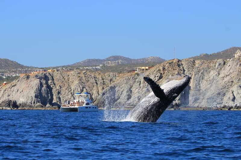 Cabo San Lucas: Luxury Catamaran Whale Watching Experience - Appetizers and Open Bar: The “Luxury” Part You’ll Actually Feel