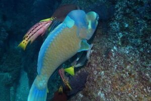 Cabo San Lucas Short Snorkeling Tour with Divemaster Guide - Meeting at the Marina: Find the Spot, Then Get Moving