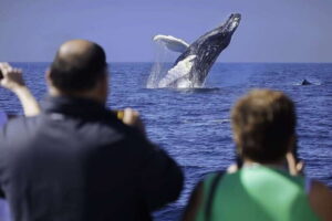 Cabo San Lucas: Whale Watching Breakfast Cruise - Meeting at La Terminal de Cabo: Where You Start and What to Plan For
