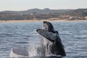 Cabo San Lucas: Whale Watching Tour with Buffet & Open Bar - Getting to the Marina and Boarding the 100-foot Green Tech Boat