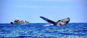 Cabo: Whale-Whatching Boat Trip w/ All-Women Crew and Photos - The boat setup: small group, covered panga-style ride