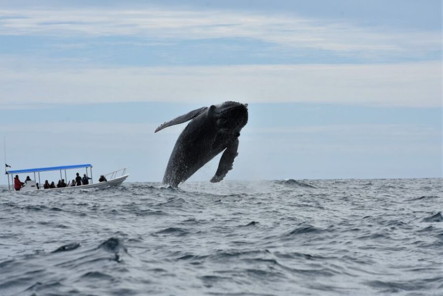 Cabo: Whale-Whatching Boat Trip w/ All-Women Crew and Photos - Hydrophone whale song: what you actually listen for