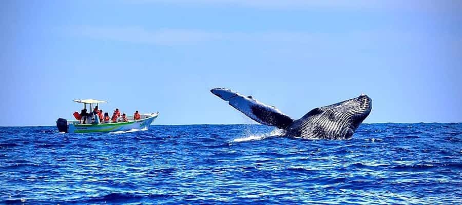 Cabo: Whale-Whatching Boat Trip w/ All-Women Crew and Photos - The boat setup: small group, covered panga-style ride