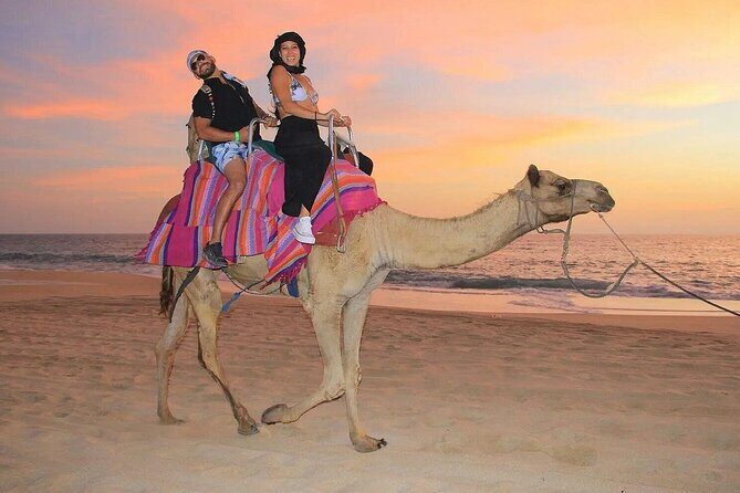 Camel Encounter and Safari Ride with Lunch and Alcohol Tasting - The camel encounter: what you’ll learn and what to watch for
