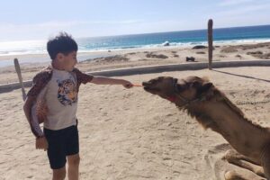 Discover Cabo San Lucas by camel ride - 4 hours total: what that time covers (and what it doesn’t)