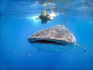 From Cabo: Snorkel with Whale Sharks in La Paz - The Boat Day in the Sea of Cortés: How the Snorkeling Works