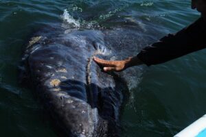 Gray Whale-Watching 2-Day Experience in Magdalena Bay - Getting from Cabo San Lucas to Mateos/Lopez Mateos: long drive, steady rhythm