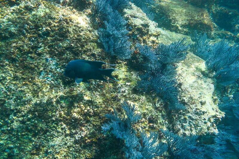 Half Day Guided Snorkel Tour in Los Cabos - What you’ll see underwater: starfish, urchins, fish, and a turtle chance