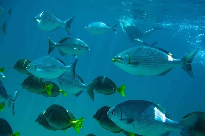 Half Day Guided Snorkel Tour in Los Cabos - How the half-day runs: pickup, two snorkeling hours, and a break