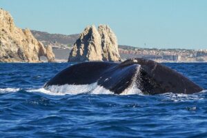 Humpback Whales in Cabo San Lucas - The first stretch: Cabo San Lucas Beach, El Arco, and sea lions