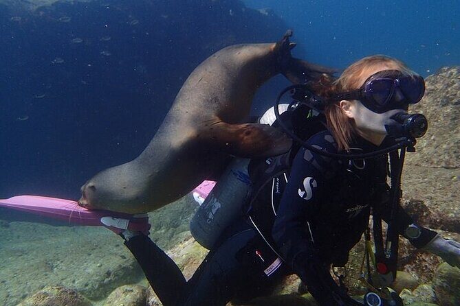 Los Cabos 1 tank dive to Land’s End (Certified Divers) - The kind of care you get from the team