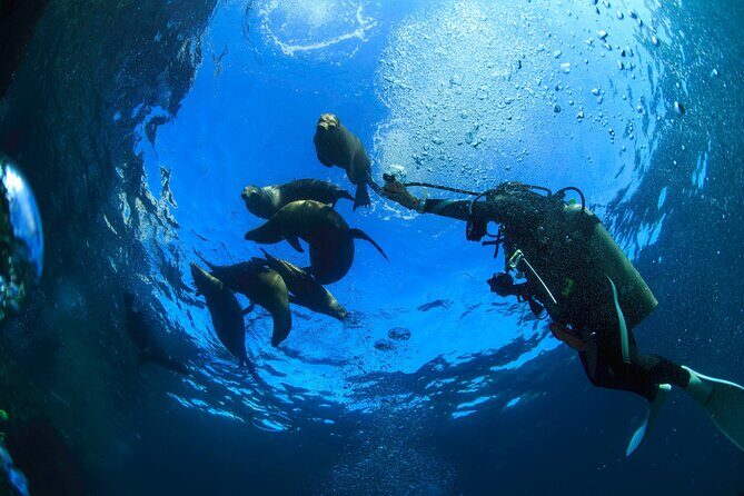 Los Cabos Beginner Scuba Dive Experience - Price: what $143 covers, and what you’ll still pay in cash