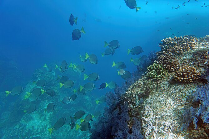 Los Cabos Snorkeling Tour by Speed Boat with Photos Included - Getting in the water on the Apex: ladder access is a big deal