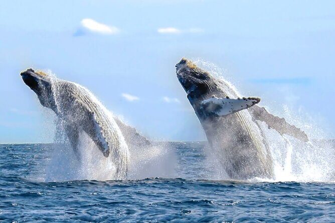 Los Cabos Whale Watching & Snorkel Adventure with Food & Drinks - Why a private yacht makes whale watching feel calmer