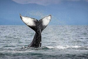 Los Cabos Whale Watching & Snorkel Adventure with Food & Drinks - Price and value: what you’re paying for at $999 per group