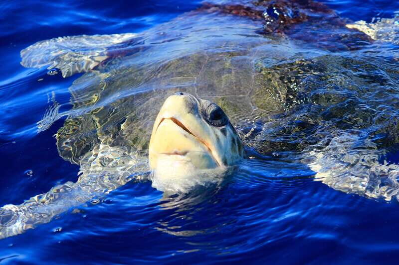 Los Cabos: Whale Watching (Transport and Pictures Included) - Price and value: why $94 feels fair (and when it’s a home run)