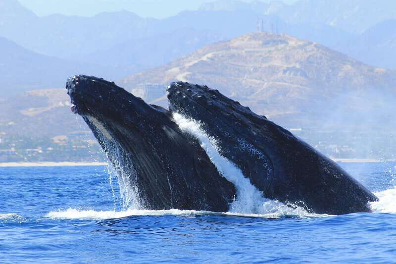 Los Cabos: Whale Watching (Transport and Pictures Included) - Land’s End to the Arch: why the Sea Lion stop is more than a photo break