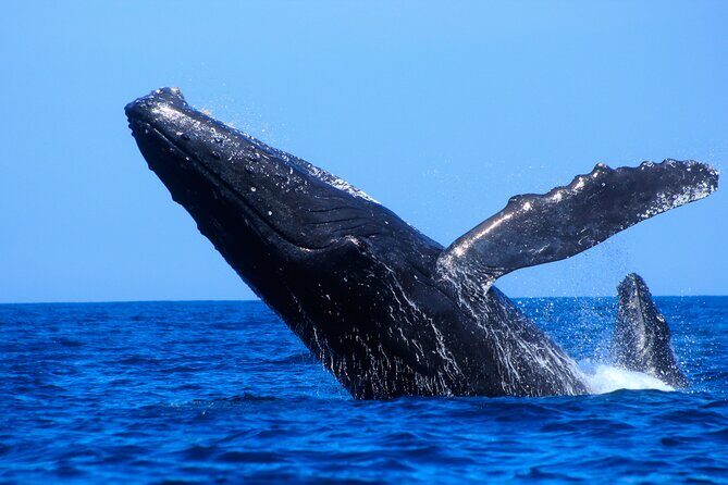 Los Cabos Whale Watching (Transportation and Pictures Included) - Value Check: Why $90 Feels Reasonable Here