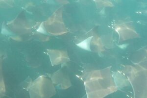 Mobula Ray Snorkeling - Price and what you actually get for $169