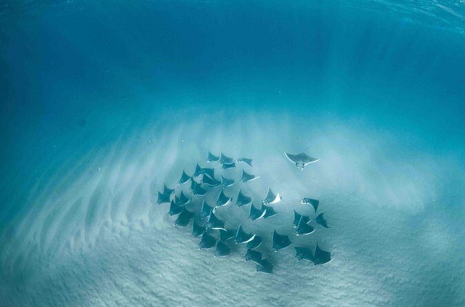 Mobula Ray Snorkeling - What’s included: snacks, drinks, and equipment