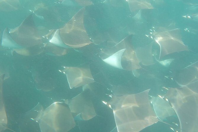 Mobula Ray Snorkeling - Price and what you actually get for $169