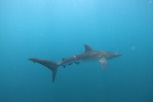 Private Dive Boat for Certified Divers - Cabo San Lucas - Surface interval with the Arch of Cabo San Lucas