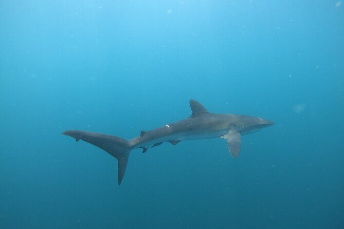 Private Dive Boat for Certified Divers - Cabo San Lucas - Surface interval with the Arch of Cabo San Lucas