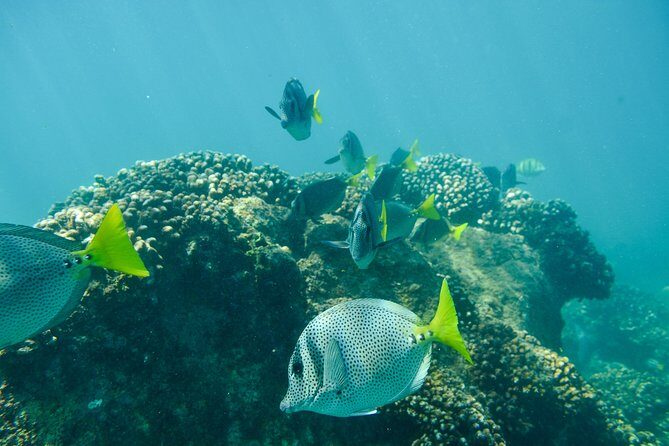 Private Los Cabos snorkeling tour to Chileno bay and Santa Maria cove - Chileno Bay: Clear Water, Reef Variety, and Big-Tank Views