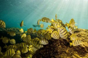 Private Snorkeling Tour in Cabo San Lucas - Arch of Cabo first: the ride that sets the tone