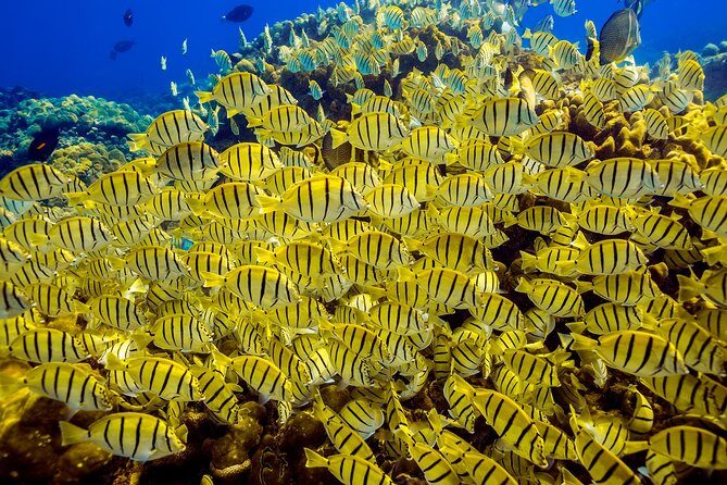 Scuba Diving - Who This Cabo Scuba Outing Suits Best