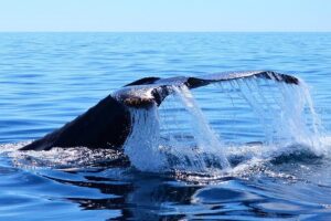 SMALL GROUP Whale Watch | Cabo San Lucas | Biologist | FREE Pics - Where you’ll start: the CaboPlaza Bonita meeting point