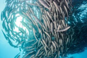 Snorkeling Adventure Cabo Pulmo - Getting There: Cabo Pulmo TravelParque and the Out-of-Town Feel