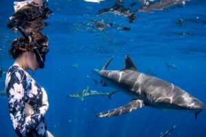 Snorkeling or Swimming with Sharks in Cabo San Lucas - El Arco stop and the sea lion colony: the “warm-up” you shouldn’t skip