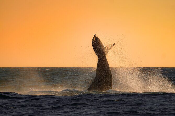 Sunrise Whale Watching boat tour with marine biologist - Snorkeling in the bay: what you should expect in the water