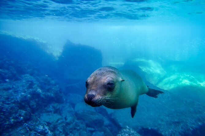 The only Natural Space Dolphin Encounter in Cabo Optional Pickup! - The encounter itself: safety gear, a trainer-led intro, and a close look at bottlenose dolphins