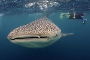 Whale-Shark Snorkeling Excursion to La Paz - The whale-shark snorkeling itself: how the search turns into a real encounter