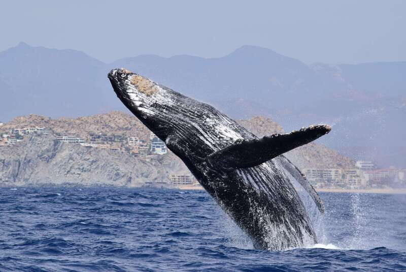 Whale Watch Cabo: Group Whale Watching Tour - FREE photos - Key Things That Make Whale Watch Cabo Different